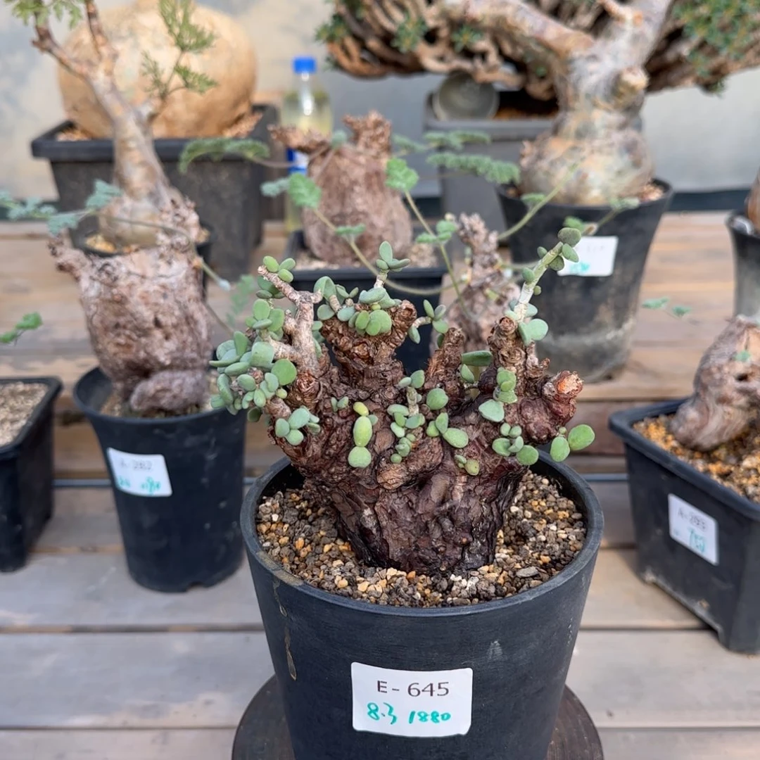 645延寿城块根植物