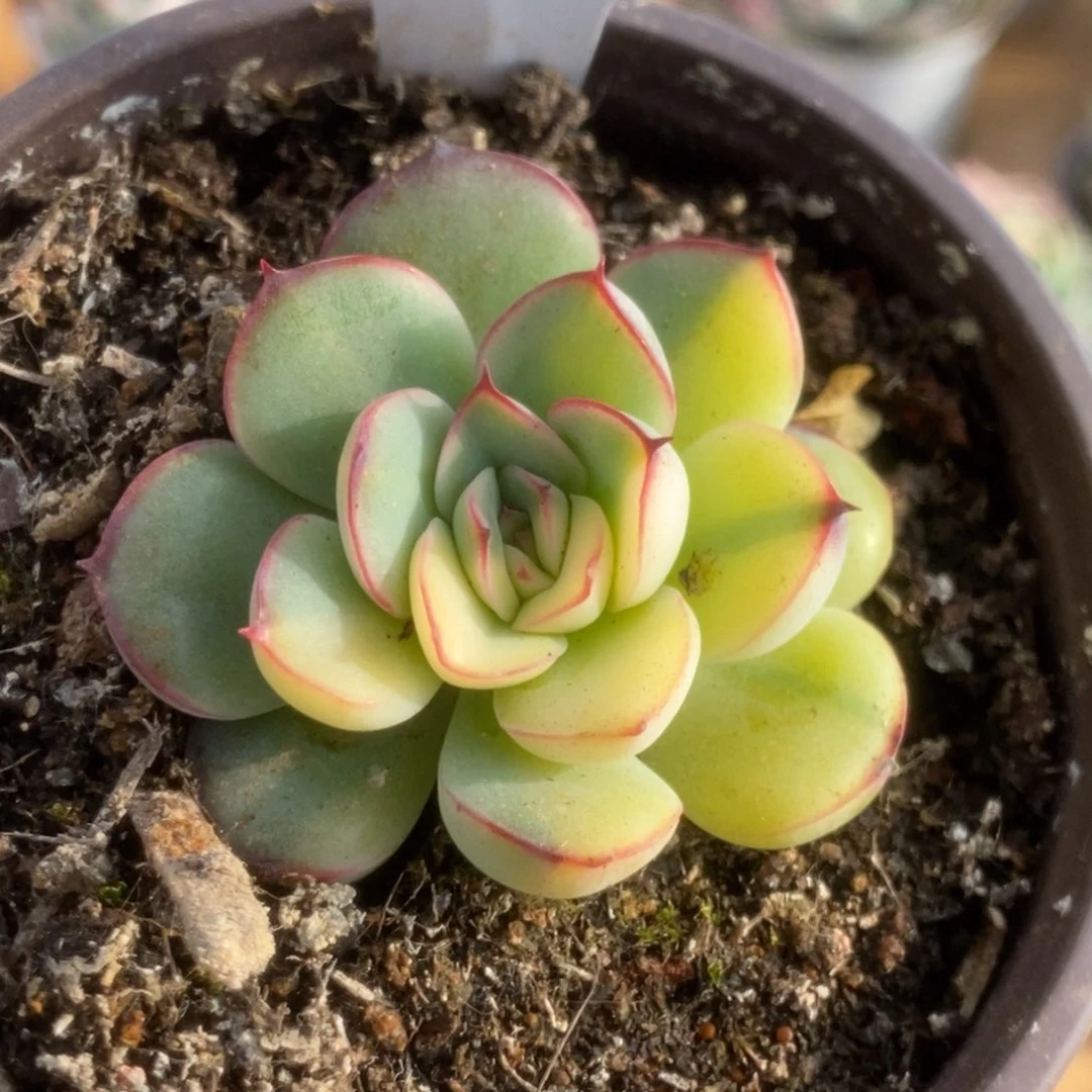 563花月夜锦锦锦锦锦