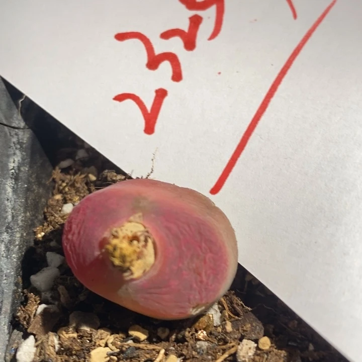 23251一个一个一个