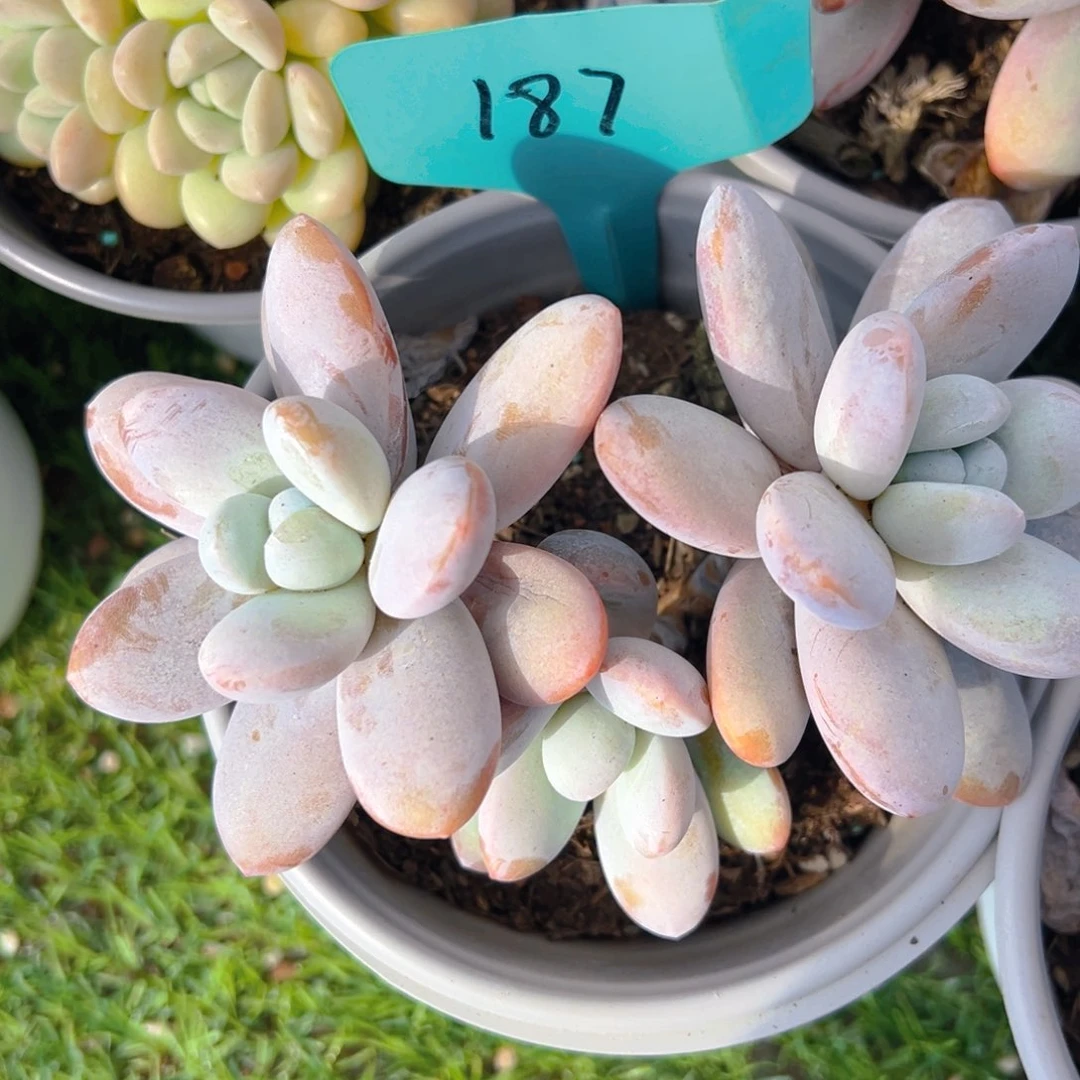 香玉的故事是一个人的故事