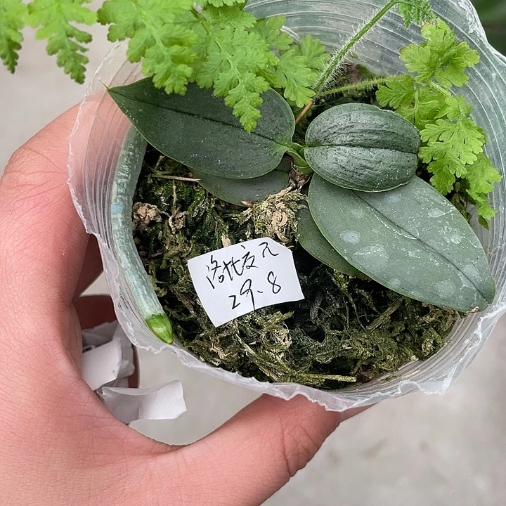 金***黄完全开放处理洛比交派1.7寸根少不售后