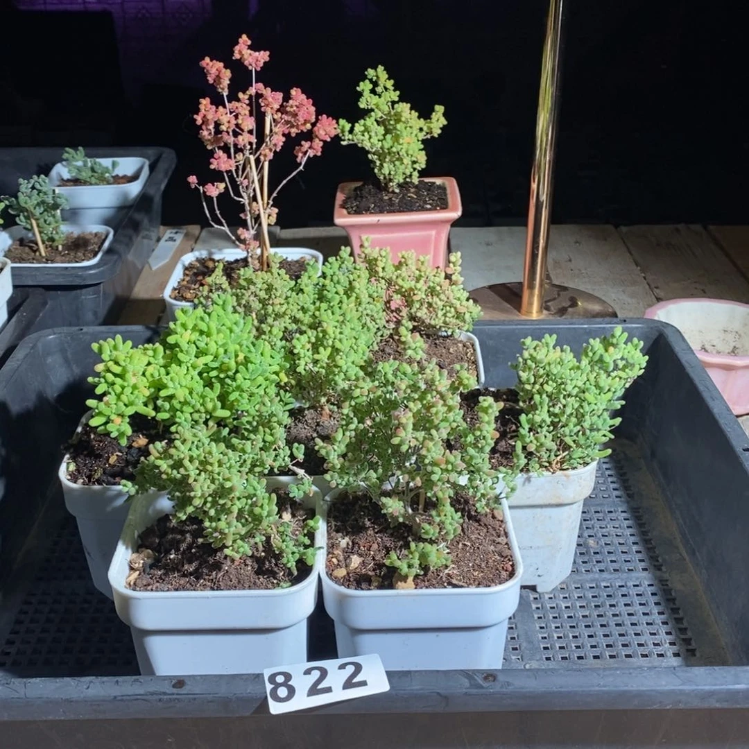 枝干番杏多肉植物822