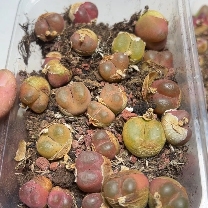 【闪购商品】 181。