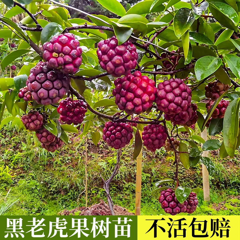 【不活包赔】黑老虎果苗布福娜易栽培爬藤水果树苗盆栽地栽当年结果