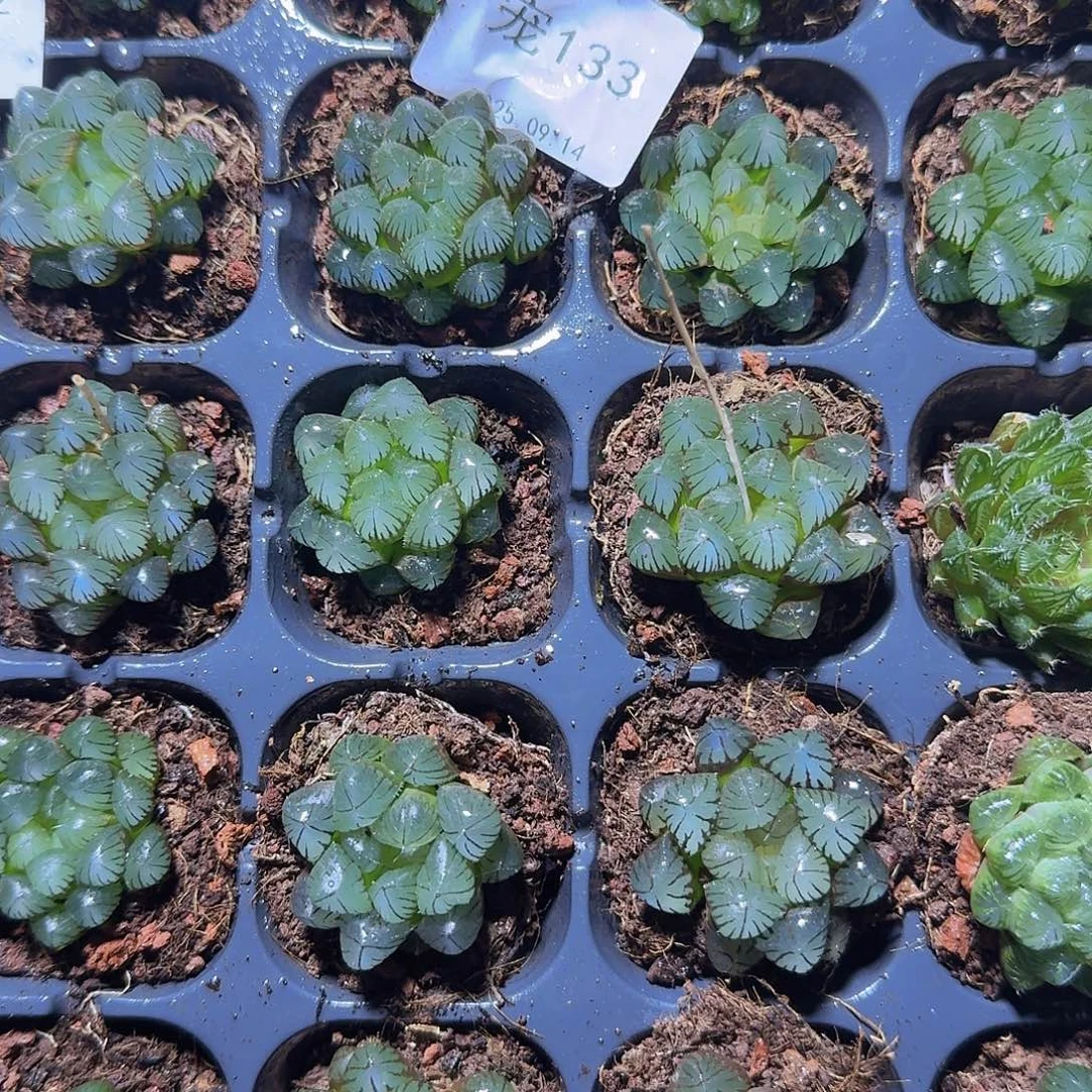 直播福利一物一拍133