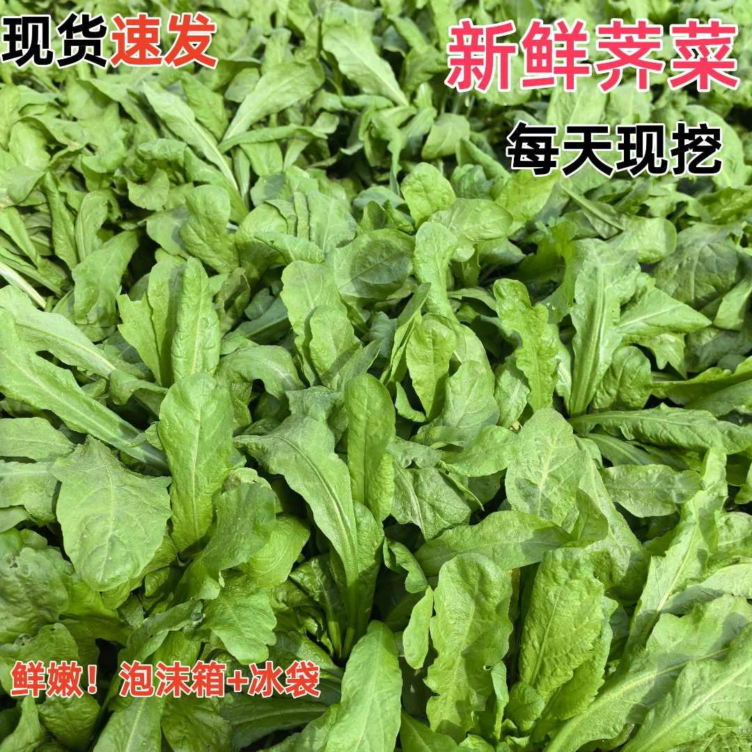 【现挖现发】河南漏天种植荠菜大叶新鲜农家现摘现发荠荠菜耐寒野菜