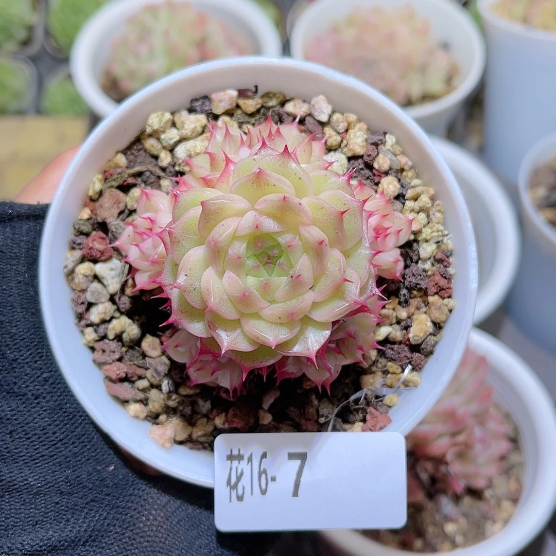 花16-07海王群生