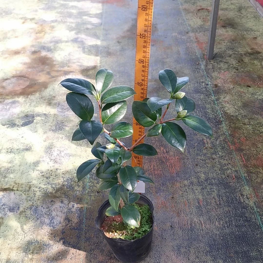 大量花朵（建议范围：8朵-15朵 或40%以上）乌马克