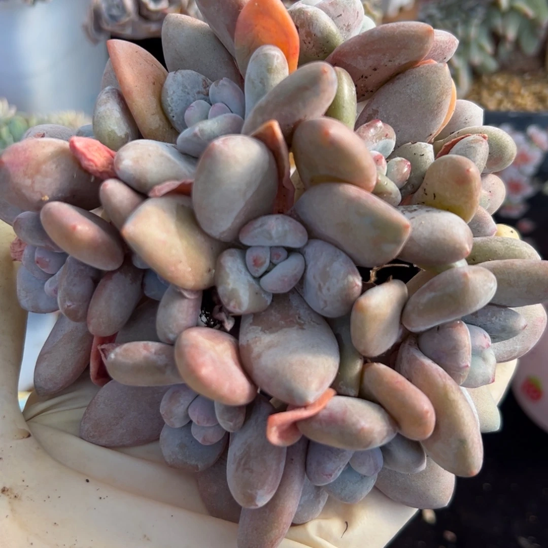 12个朵朵 新年快乐