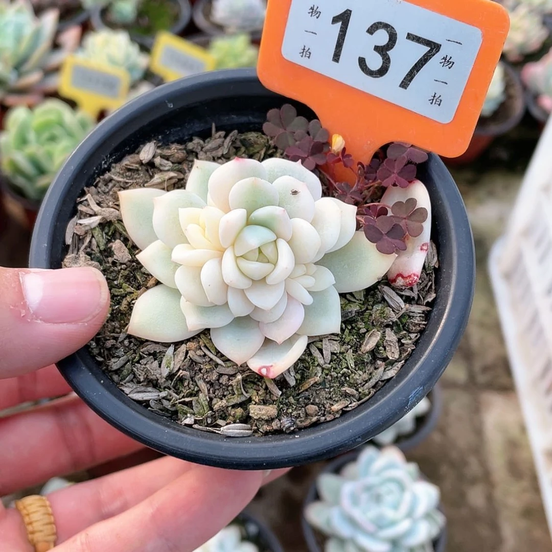 【闪购商品】137号