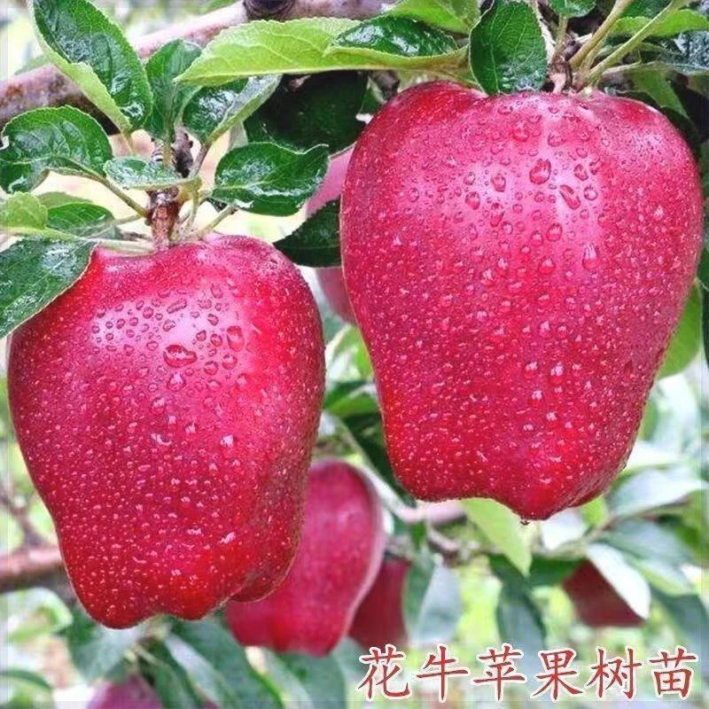 花牛苹果树苗正宗嫁接特大苹果树苗当年结果盆栽地栽南北方种植