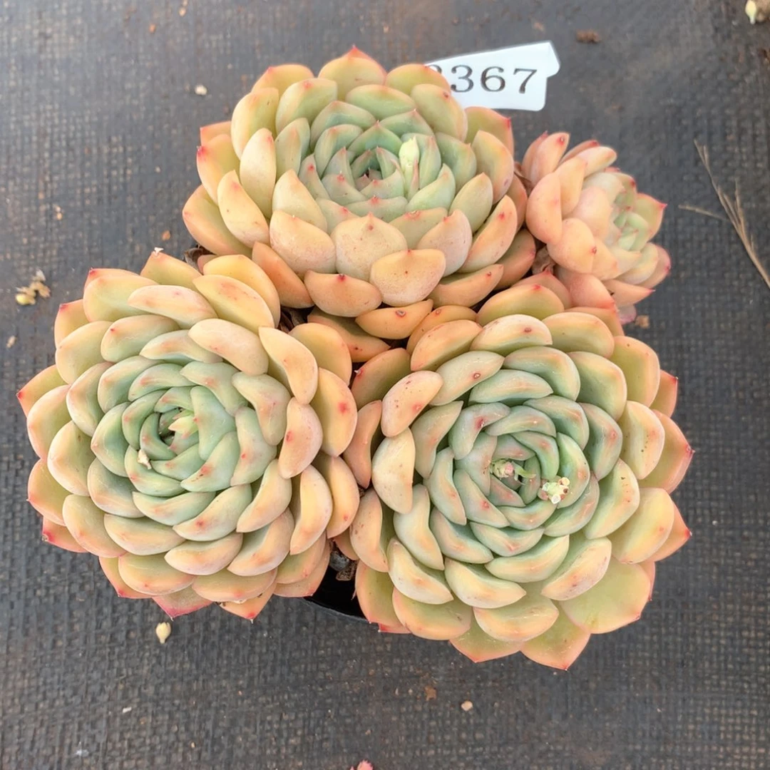 夏****43367杂交多肉植物基地