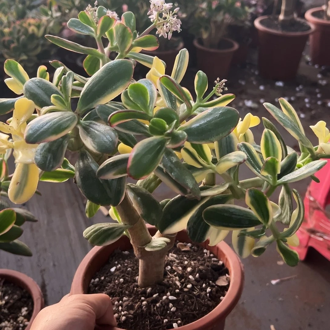 稀有三色花月白锦带盆发货6758