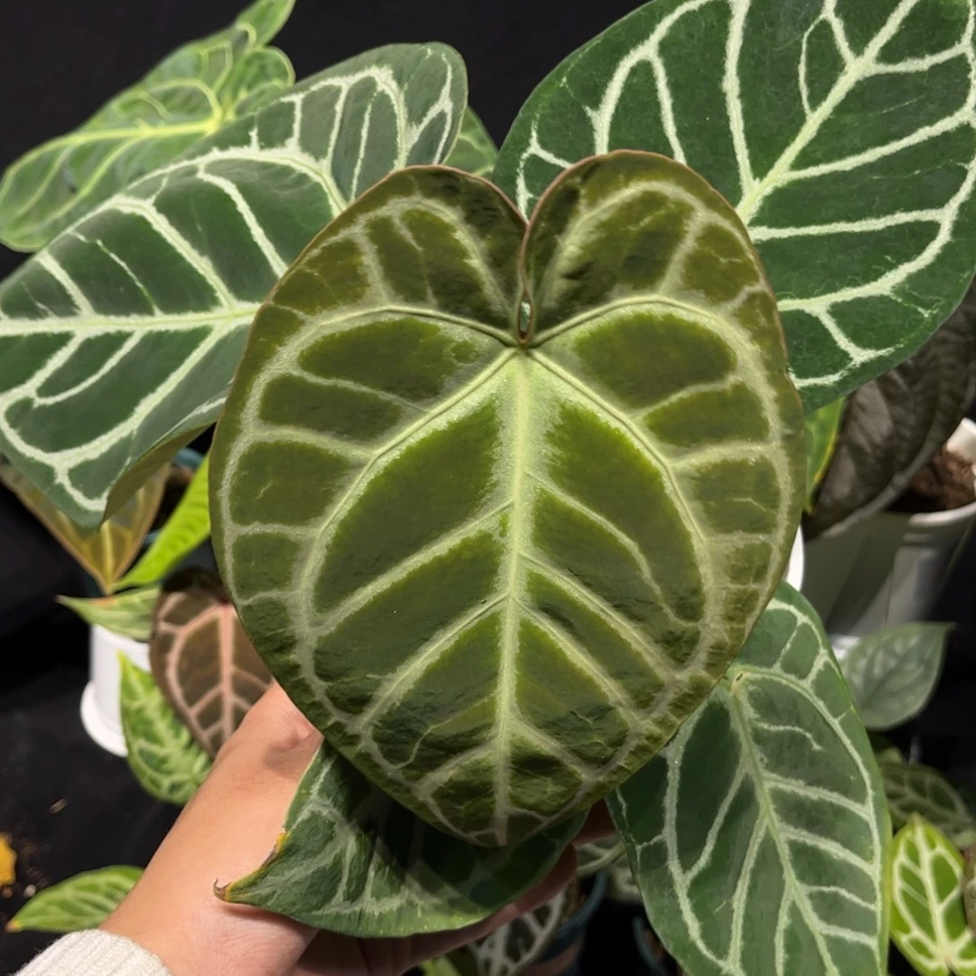 不开花植物skg银杂钻石