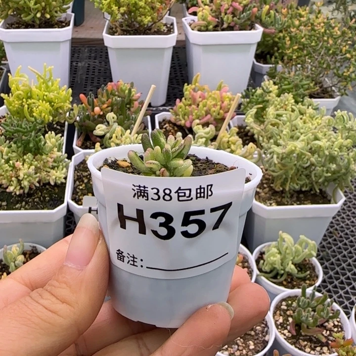 多肉植物枝干拉丝米粒锦