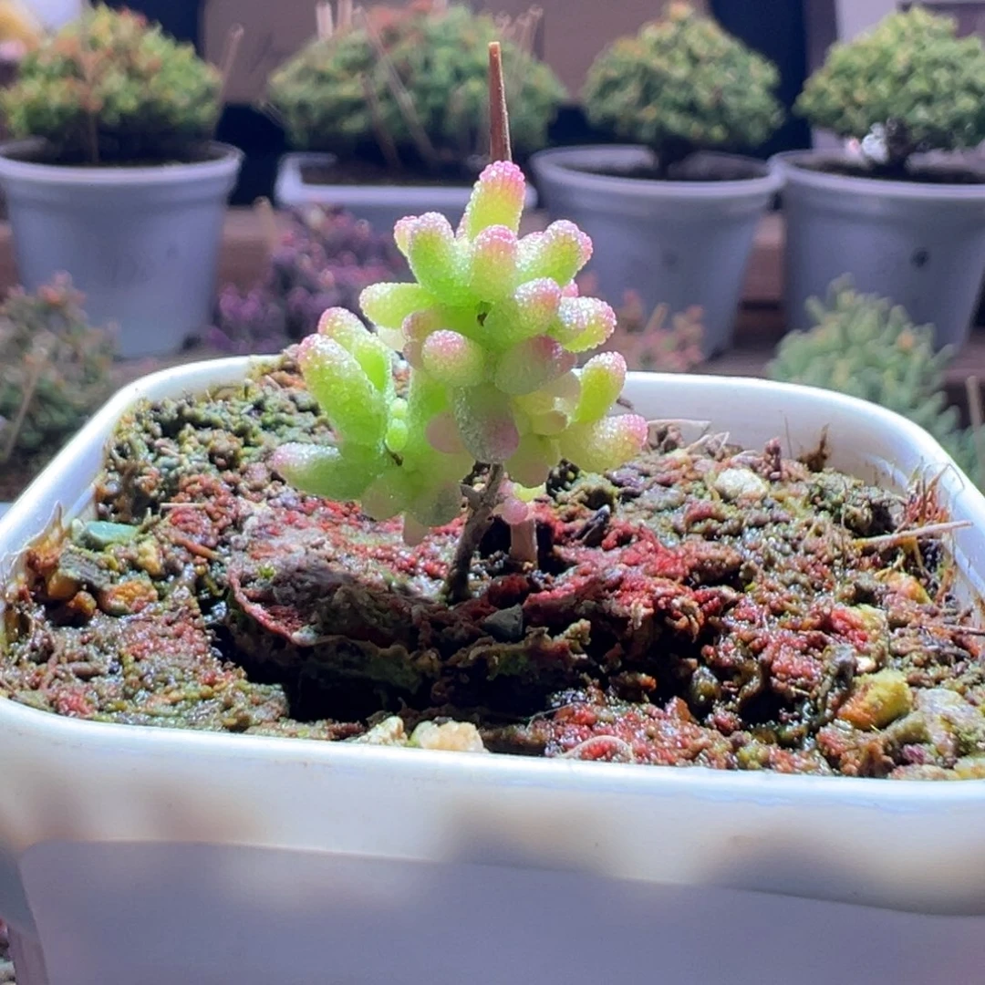 127米粒锦一物一拍包开箱