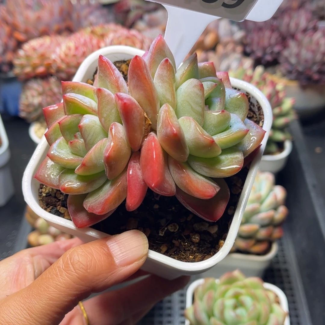 1609 天冷地区必拍保温箱