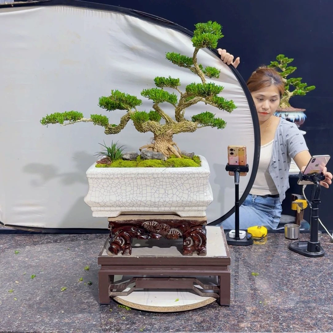 当前无花朵，栽培后可花朵