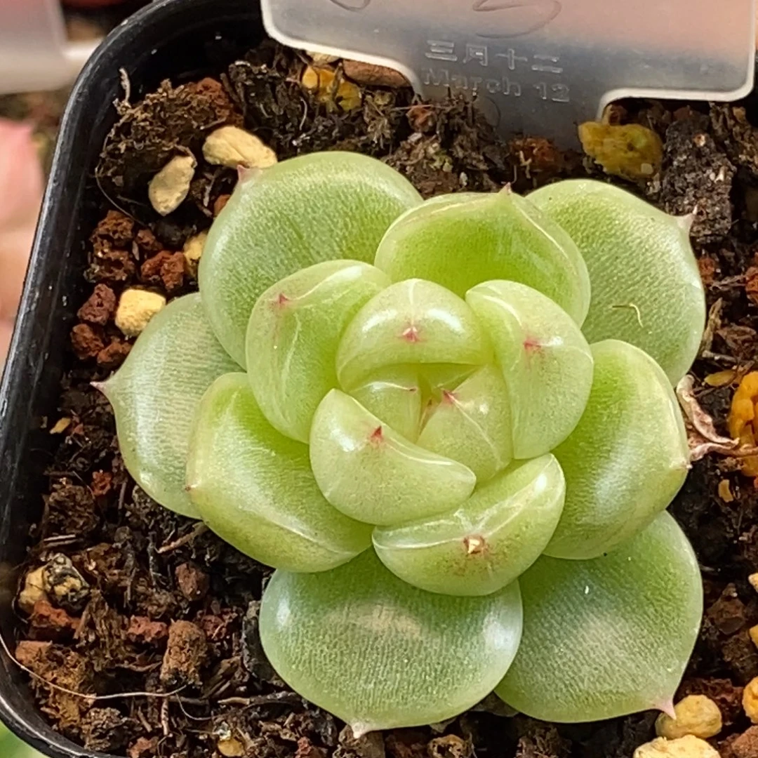 天官赐福百无禁忌