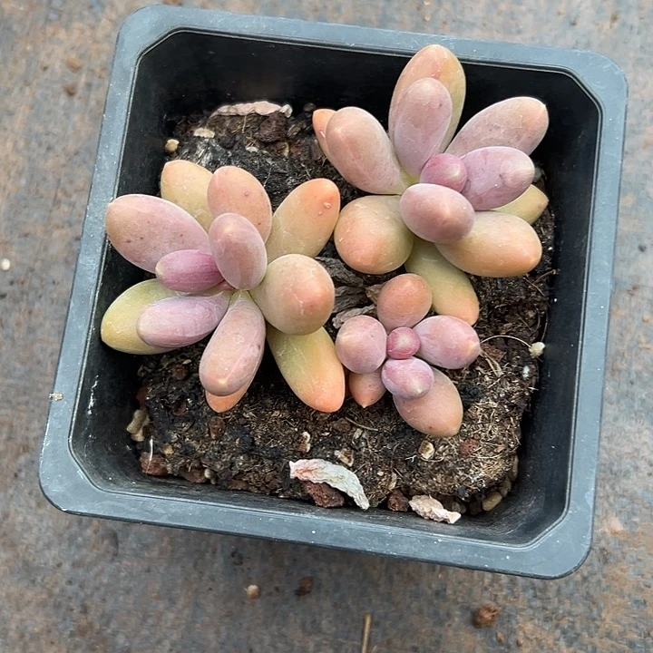 糖果美人群生多肉