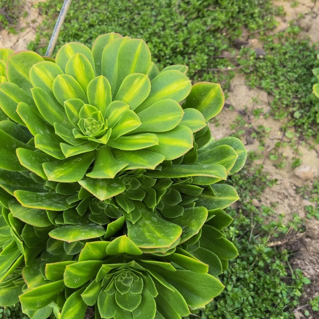 翡翠琉璃多肉植物捧花