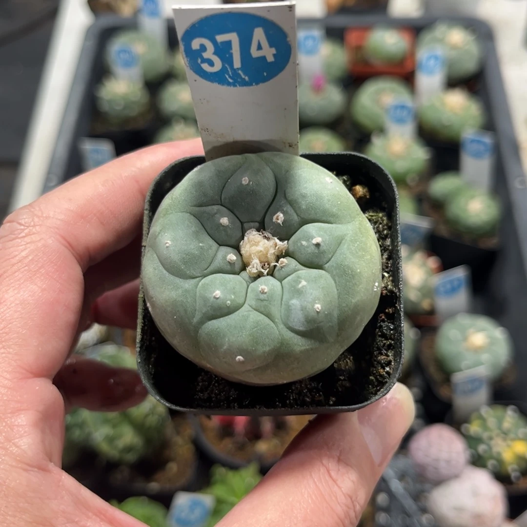 374实生仙人球带盆带土