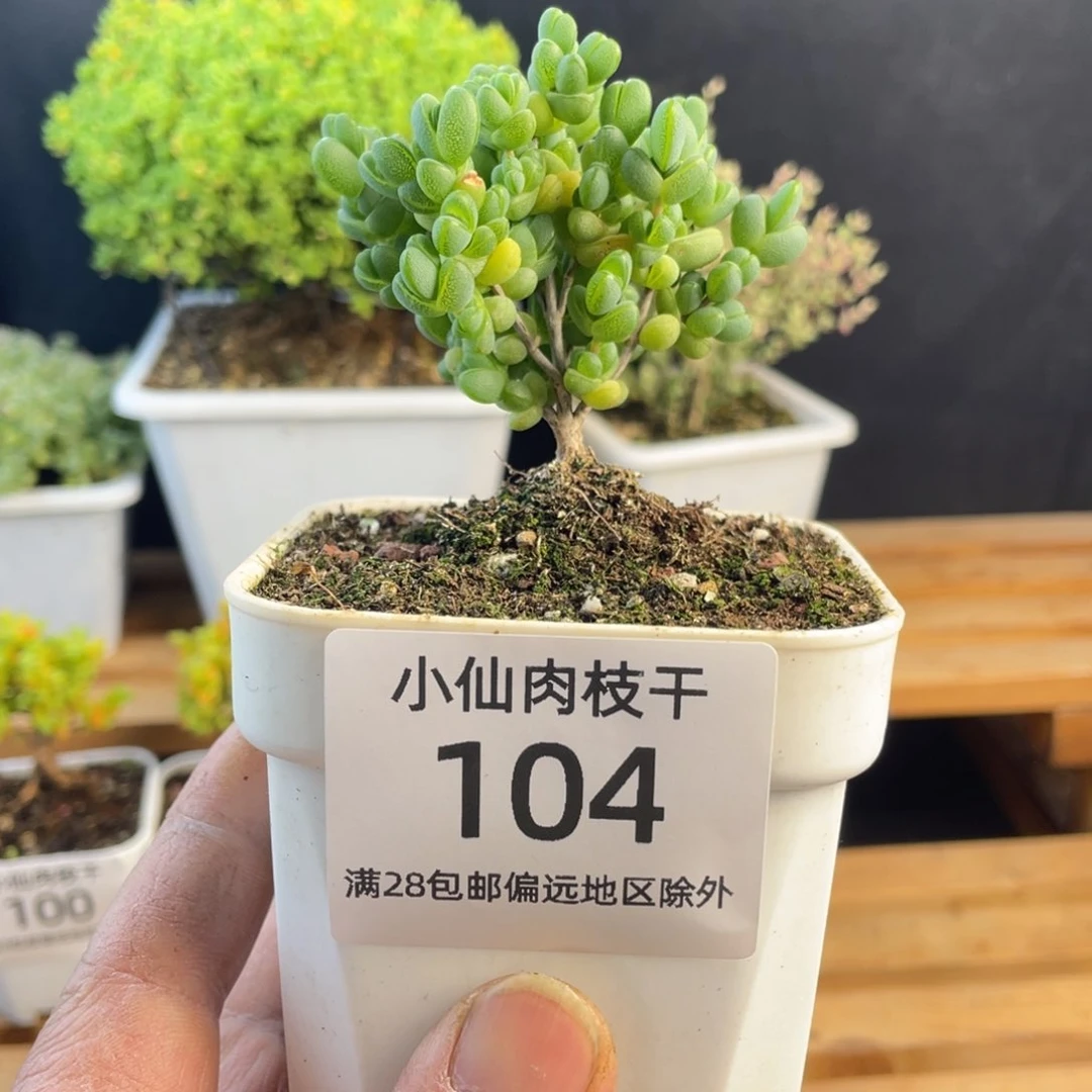 104枝干番杏8口盆元宝