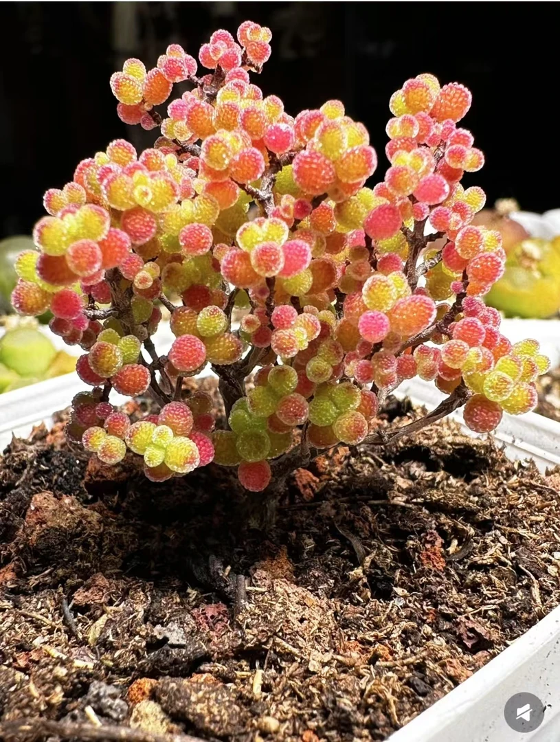 枝干番杏    多肉植物