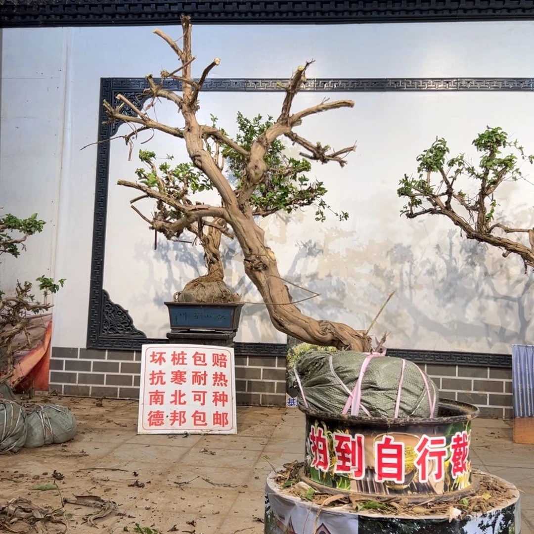 无花朵金银花8888
