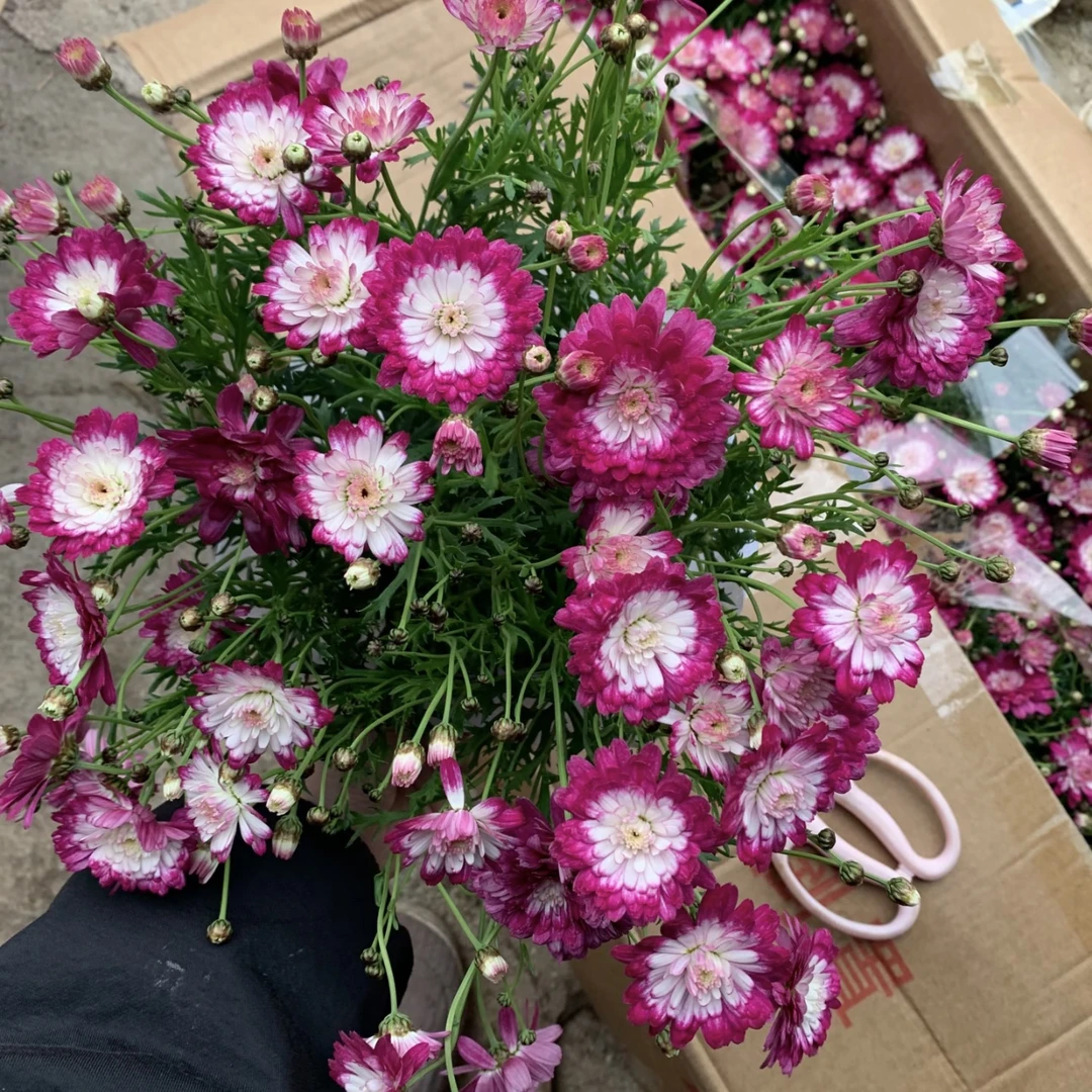 奶油草莓玛格丽特菊花盆栽多年生易爆花新手易养护
