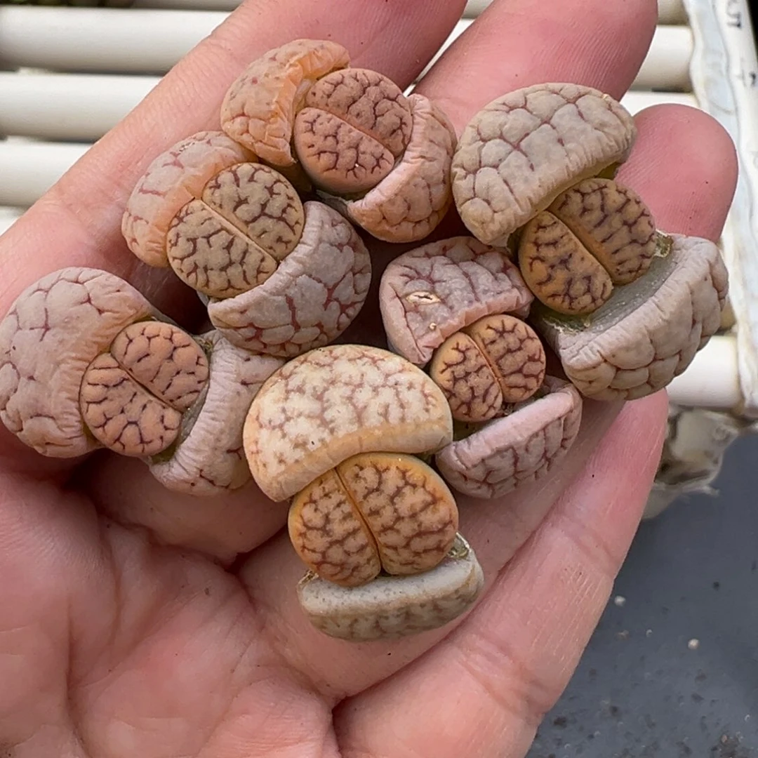 12.29好看的多肉脱土发货012