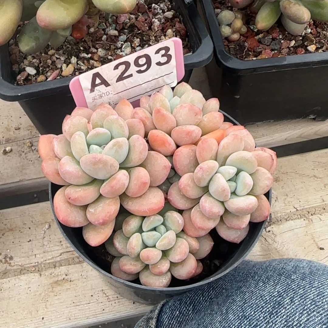 白鹭老桩多肉五十包邮老桩