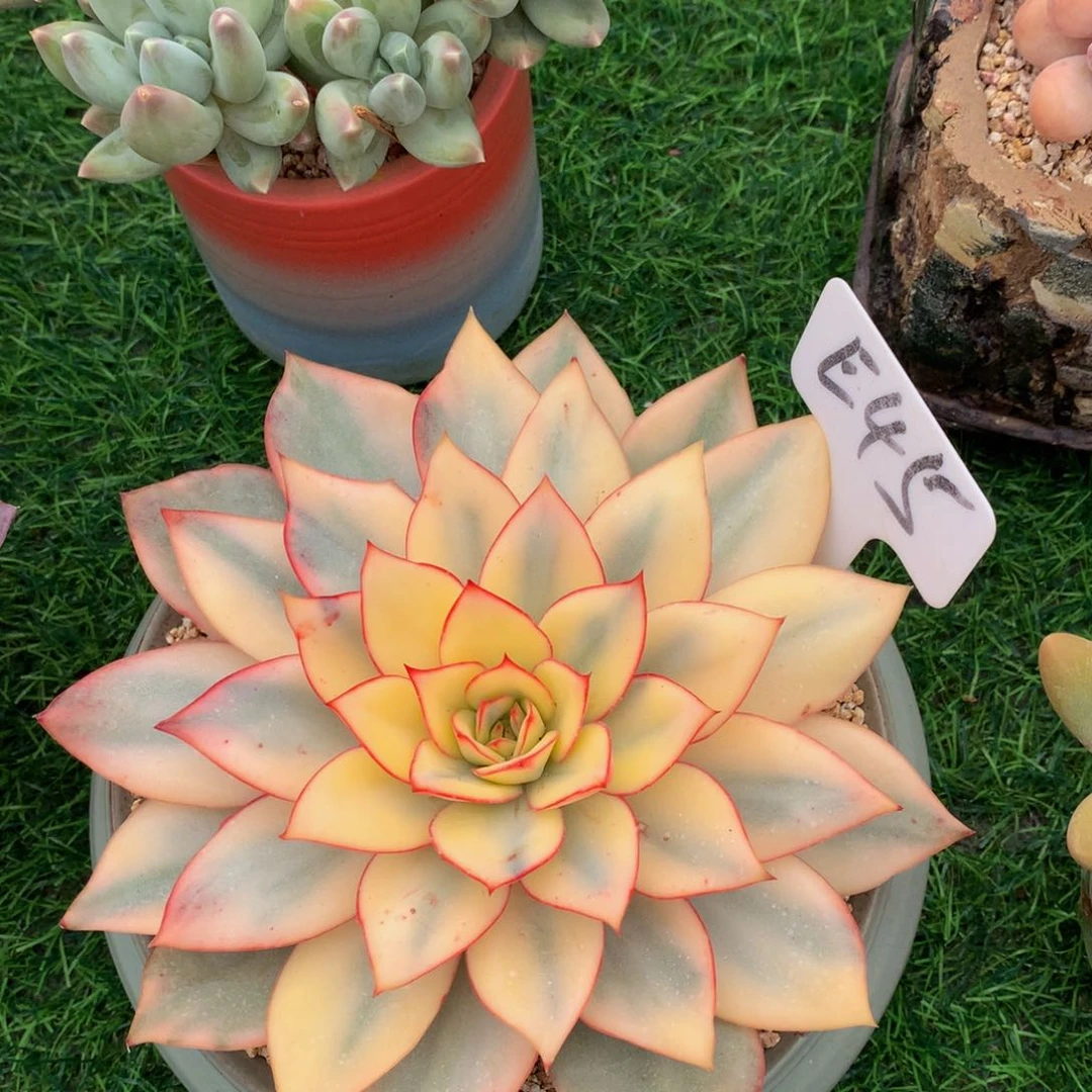 小***子月光女神锦多肉植物