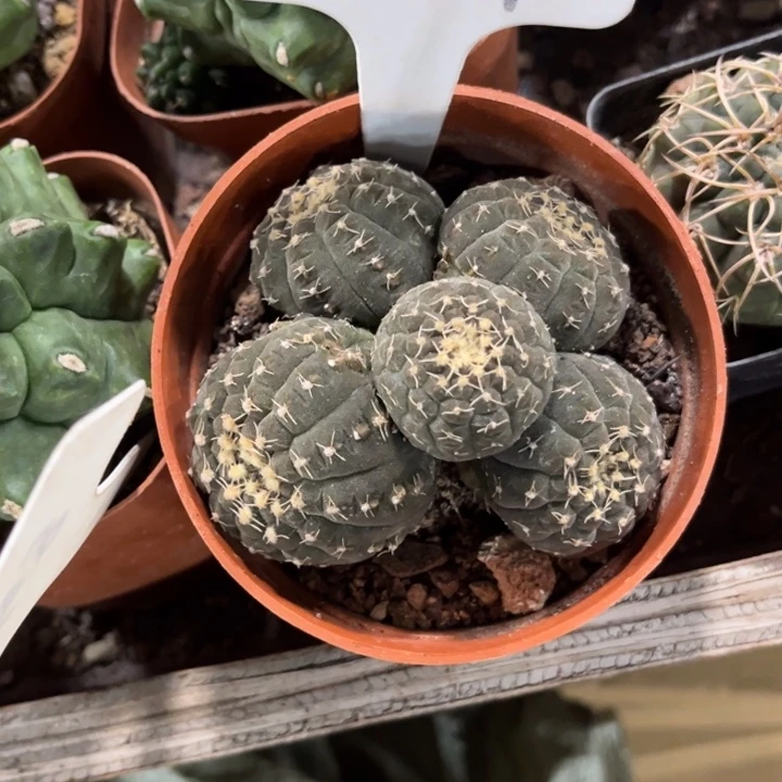 1154小干实生拉根群