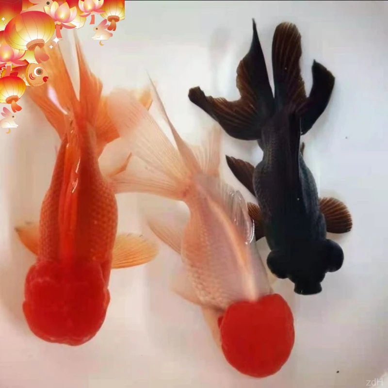 鸿运当头鱼观赏鱼鹤顶红狮子头金鱼活鱼丹顶冷水鱼淡水好养耐活鱼