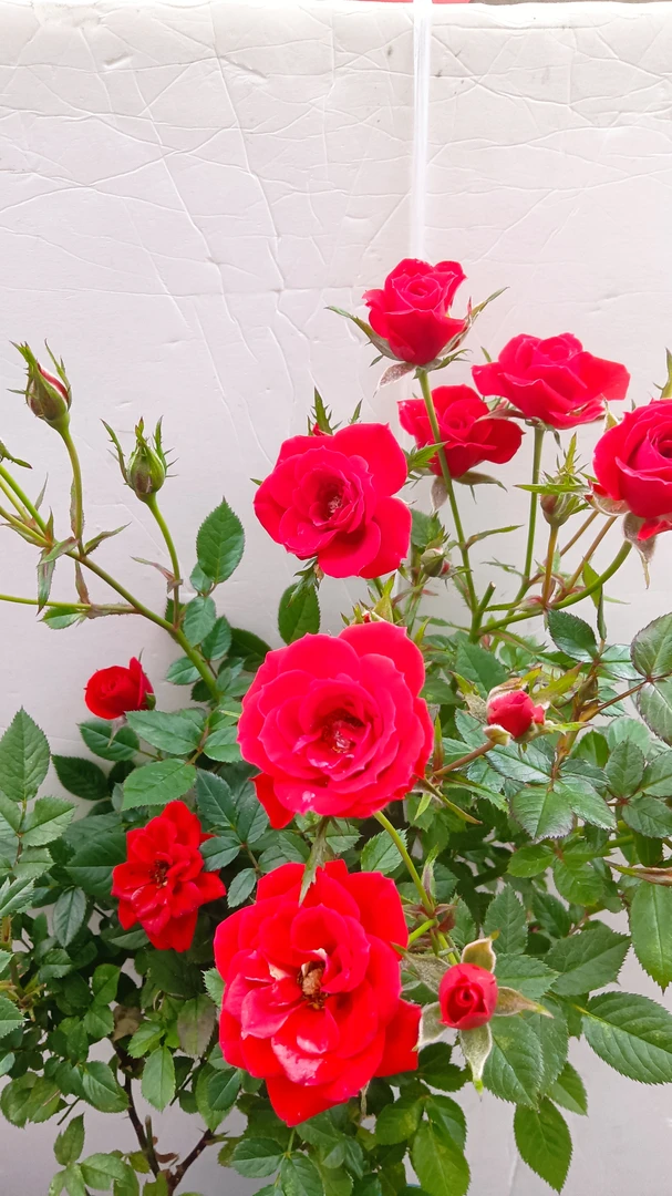 微月小姑娘扦插苗多头花勤花爆花好养易活盆栽绿植14公分盆