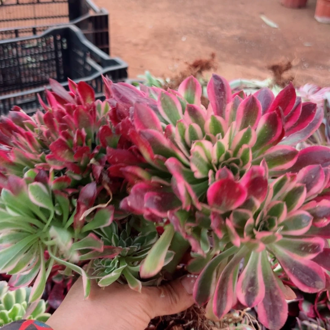 女郎缀量拍多肉植物