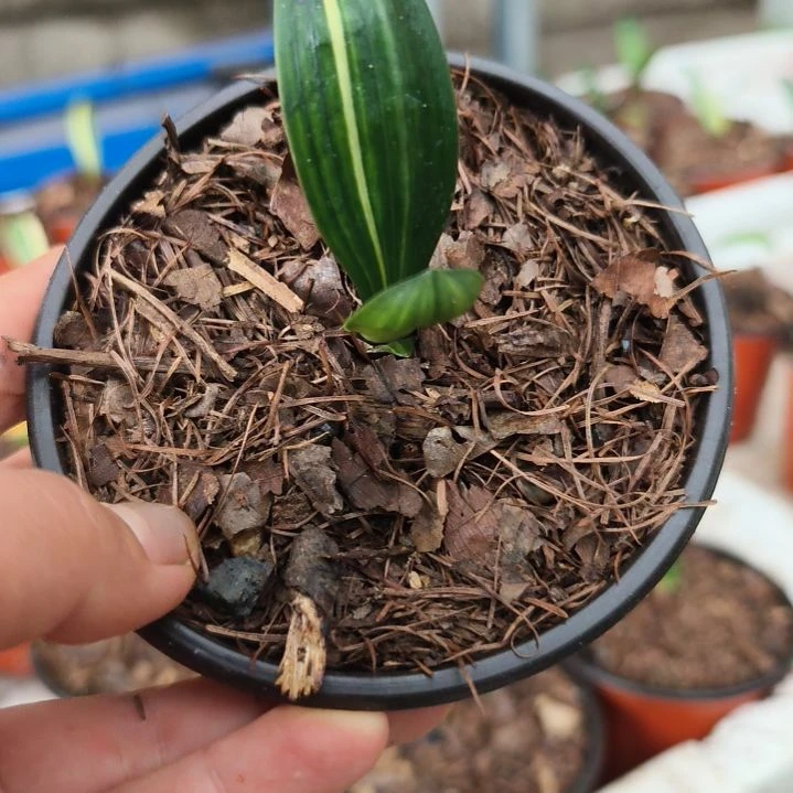 凡***客当前无花栽培后可以开花彩兰特价10