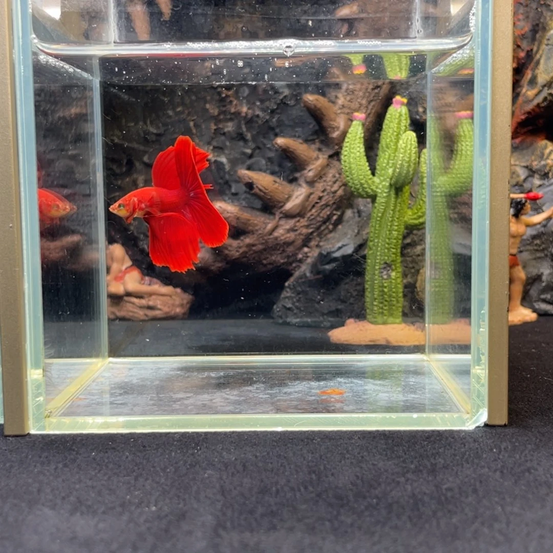 斗鱼十一月二日竞价