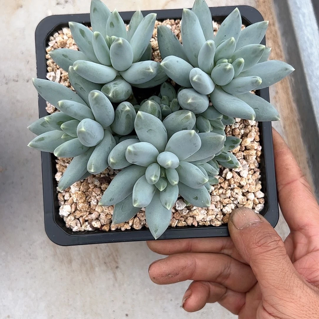 【闪购商品】美人杂