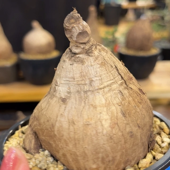 哈***牛汤圆植物奇艺油柑8