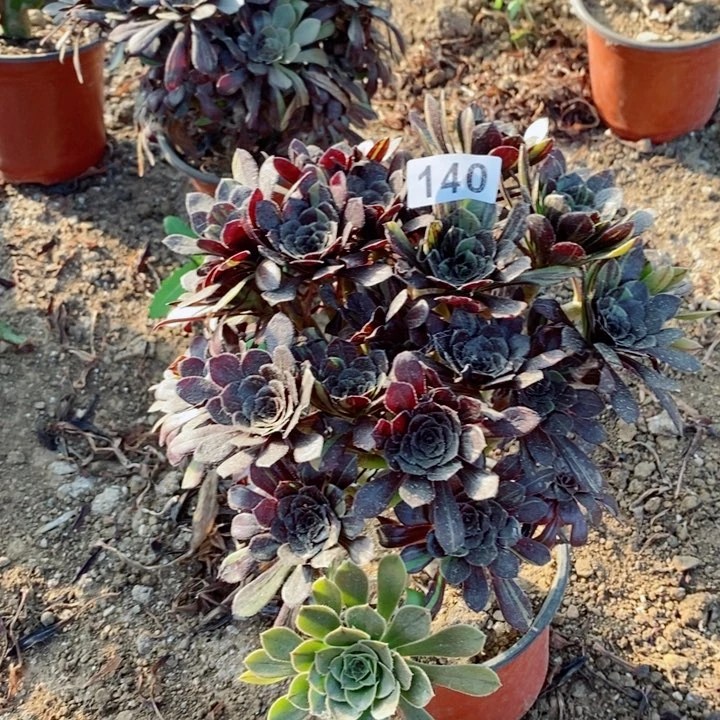 140水墨丹青多肉植物