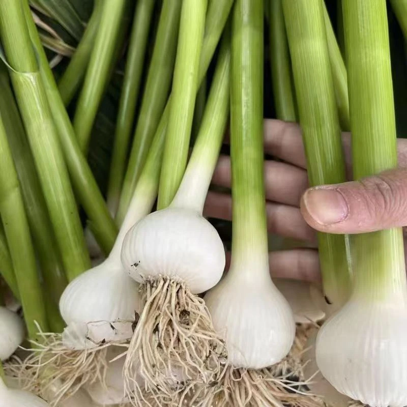 【小头青蒜种子】 四季种植盆栽地栽阳台小院种植