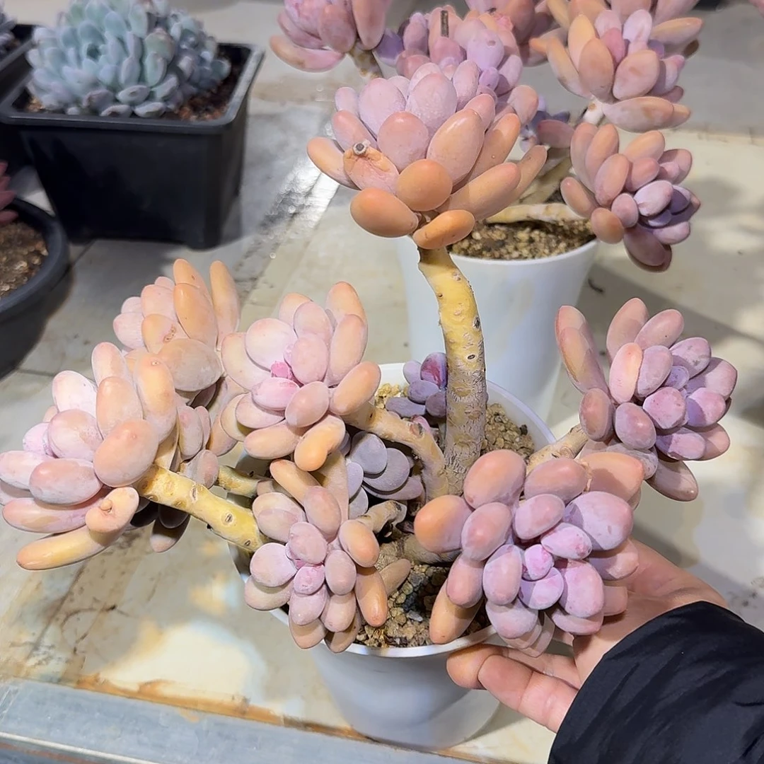 蛋黄奶整无砍老桩群生