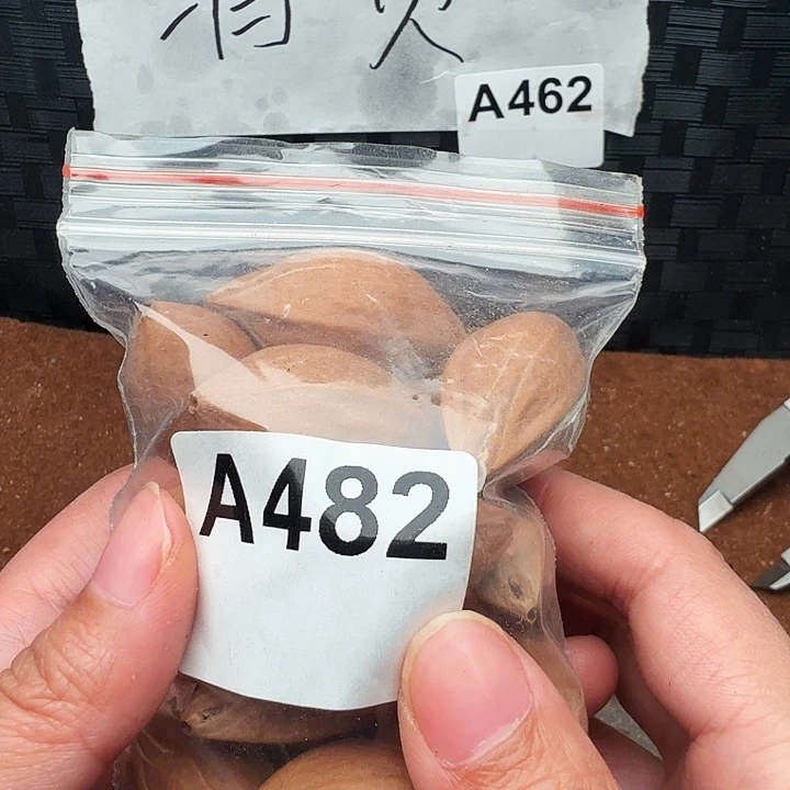 西***刻橄榄核手串/手链橄榄