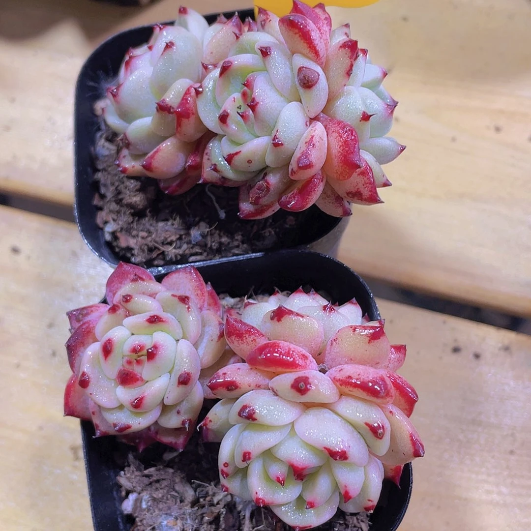 1398号 红爪爪珍妮多头群一颗