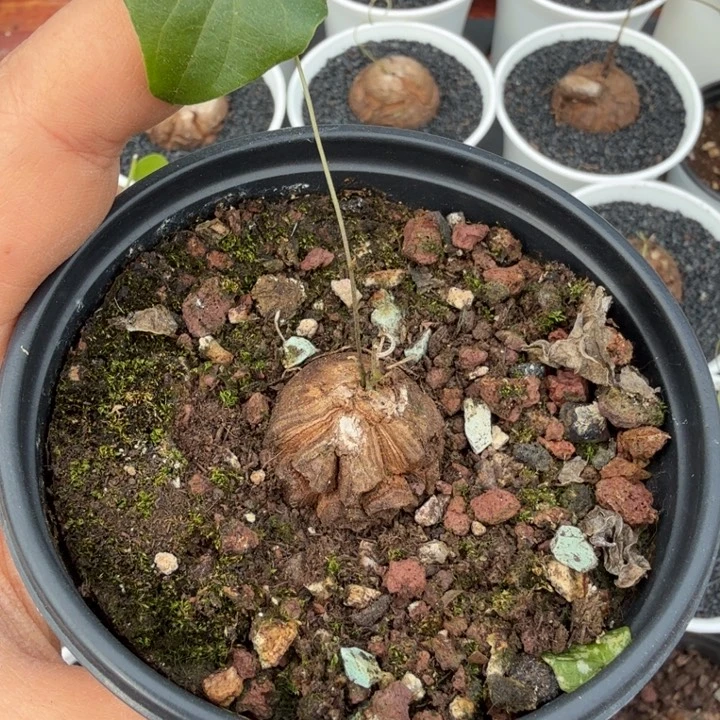 林***鸭龟甲龙683 仙人球