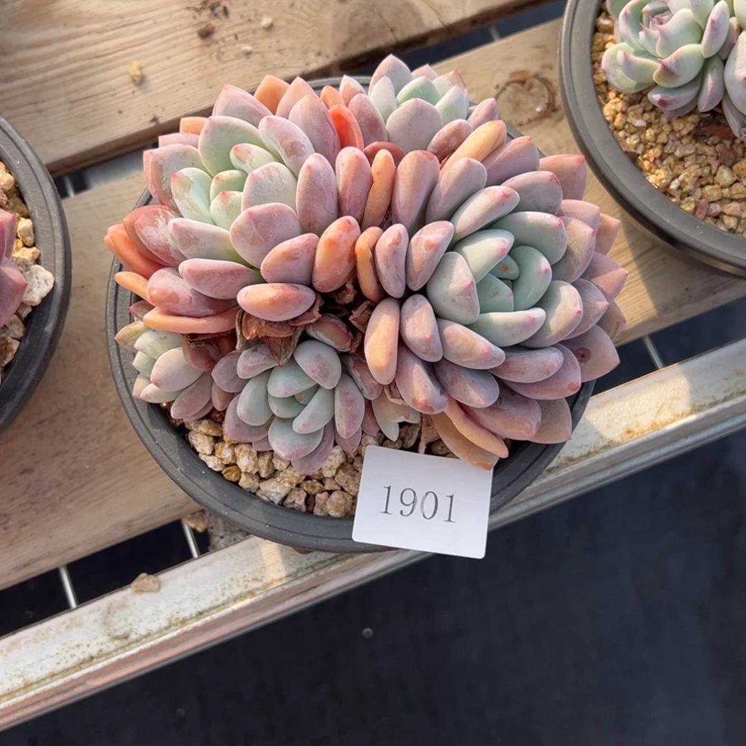 l****n1901拍肉肉肉肉肉肉