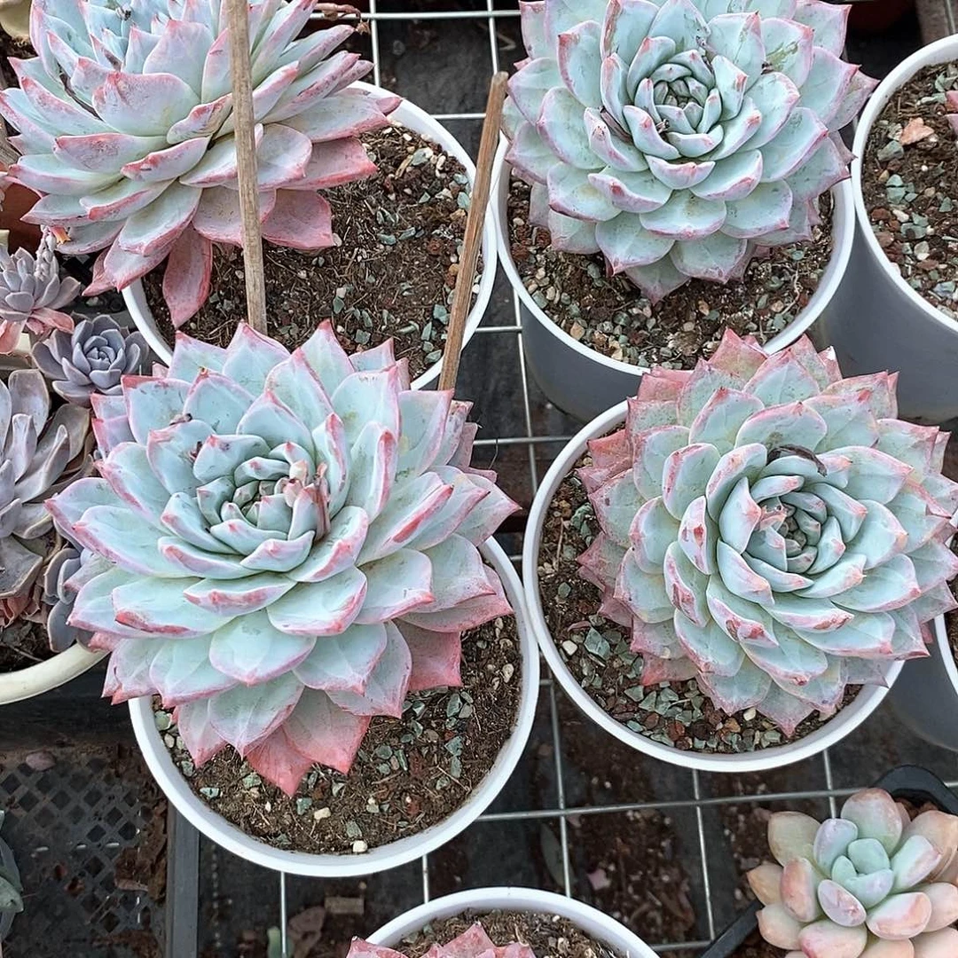 粉蓝鸟1颗多肉植物