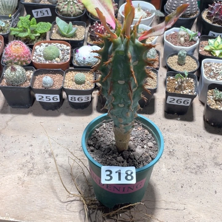 318大喷火龙大戟